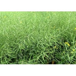 Семена рапса ярового Герцог