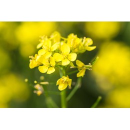 Семена рапса ярового Ювента КЛ