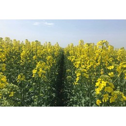 Семена рапса озимого Ювитон КЛ