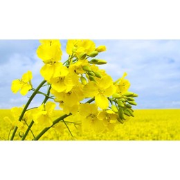 Семена рапса ярового Юниор СК