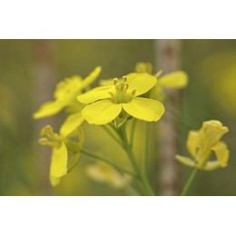 Семена рапса ярового Юнкер КЛ