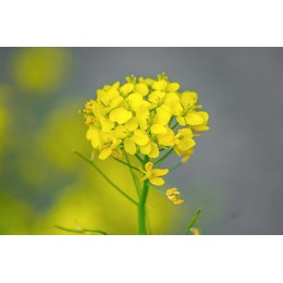 Семена рапса ярового Юнона КЛ