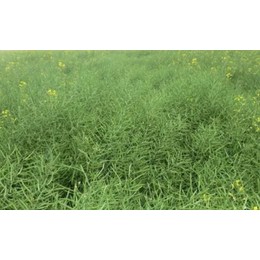 Семена рапса ярового Ягуар