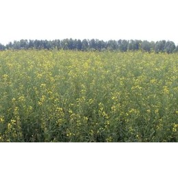 Семена рапса ярового Гедемин