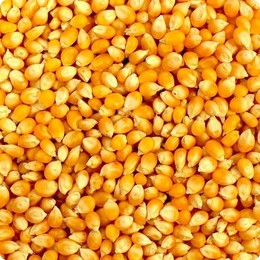 Семена гибрида кукурузы Лаба ФАО 450