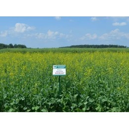 Семена рапса ярового Неман