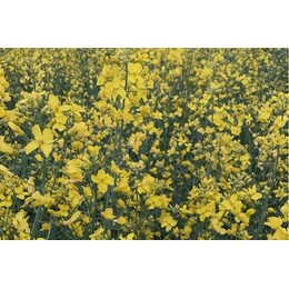 Семена рапса озимого Николай