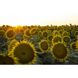 Семена подсолнечника НСХ 6054