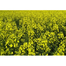 Семена рапса ярового Спутник КЛ